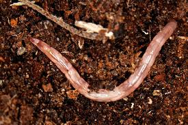 Attēlu rezultāti vaicājumam “Therevidae larva”