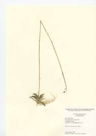 Attēlu rezultāti vaicājumam “Lobelia dortmanna leaf”