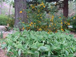 Attēlu rezultāti vaicājumam “Polygonatum odoratum flower”