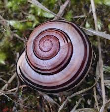 Attēlu rezultāti vaicājumam “Cepaea nemoralis”