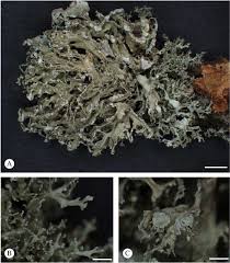 Attēlu rezultāti vaicājumam “Ramalina pollinaria”