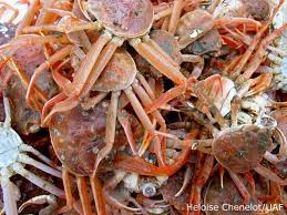 Image result for Chionoecetes opilio