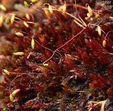Attēlu rezultāti vaicājumam “Bryum moravicum”
