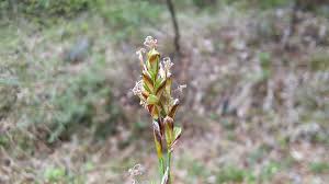 Attēlu rezultāti vaicājumam “Carex digitata flower”