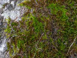 Attēlu rezultāti vaicājumam “Pseudoleskeella nervosa”