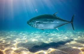 Image result for Thunnus obesus