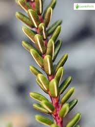 Attēlu rezultāti vaicājumam “Empetrum nigrum flower”