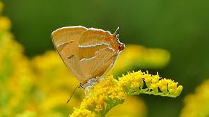 Attēlu rezultāti vaicājumam “Thecla betulae female”