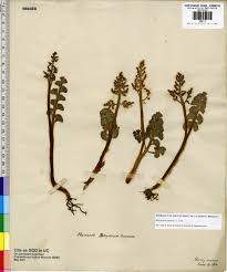 Attēlu rezultāti vaicājumam “Botrychium lunaria”