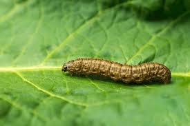 Attēlu rezultāti vaicājumam “Agrotis ripae larva”