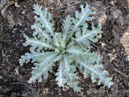 Image result for Onopordum acanthium