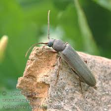 Attēlu rezultāti vaicājumam “Criocephalus rusticus”