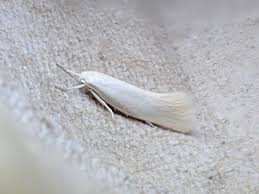 Attēlu rezultāti vaicājumam “Elachista argentella”