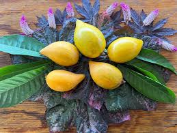 Attēlu rezultāti vaicājumam “Corynephorus canescens fruit”