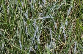 Attēlu rezultāti vaicājumam “Physarum cinereum macro”