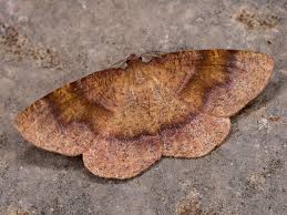 Attēlu rezultāti vaicājumam “Plagodis pulveraria”