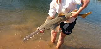 Image result for Pristis pristis