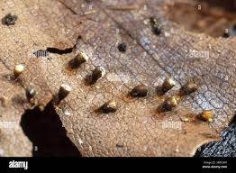 Attēlu rezultāti vaicājumam “Craterium minutum macro”