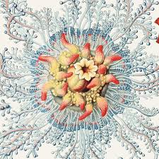 Image result for ernst haeckel
