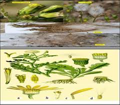 Attēlu rezultāti vaicājumam “Senecio vulgaris leaf”