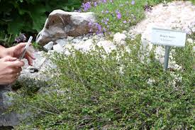 Attēlu rezultāti vaicājumam “Betula nana”