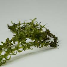 Attēlu rezultāti vaicājumam “Hydrilla verticillata”