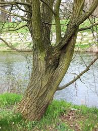 Attēlu rezultāti vaicājumam “Salix caprea”