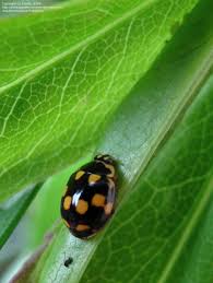 Attēlu rezultāti vaicājumam “Propylea quatuordecimpunctata”