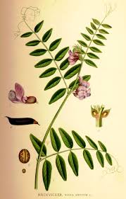 Attēlu rezultāti vaicājumam “Vicia sepium”