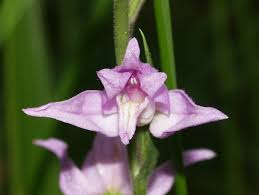 Attēlu rezultāti vaicājumam “Cephalanthera rubra flower”