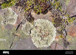 Attēlu rezultāti vaicājumam “Rhizocarpon geographicum”