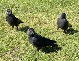 Attēlu rezultāti vaicājumam “Corvus monedula adult”