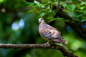 Image result for Streptopelia orientalis