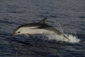 Image result for Stenella coeruleoalba