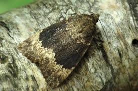 Attēlu rezultāti vaicājumam “Amphipyra perflua”