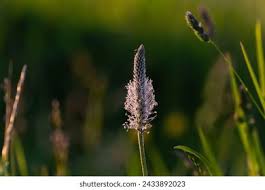 Attēlu rezultāti vaicājumam “Plantago media bud”