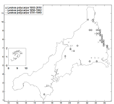 Attēlu rezultāti vaicājumam “Leskea polycarpa”