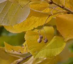 Attēlu rezultāti vaicājumam “Tilia tomentosa fruit”