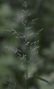 Attēlu rezultāti vaicājumam “Poa nemoralis leaf”