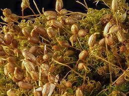 Attēlu rezultāti vaicājumam “Weissia squarrosa”