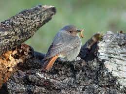 Attēlu rezultāti vaicājumam “Phoenicurus ochruros”