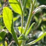 Attēlu rezultāti vaicājumam “Epilobium hirsutum leaf”