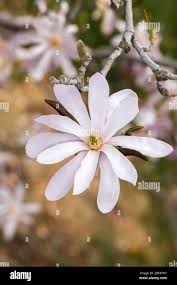 Attēlu rezultāti vaicājumam “Magnolia x loebneri flower”