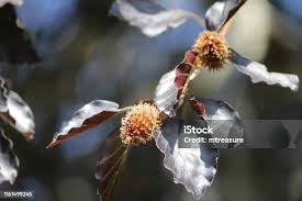 Attēlu rezultāti vaicājumam “Fagus sylvatica fo. purpurea fruit”