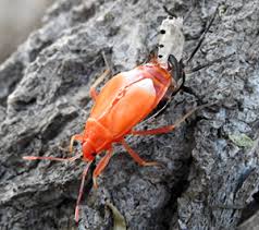 Attēlu rezultāti vaicājumam “Sacchiphantes abietis exuvia”