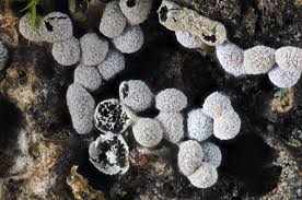 Attēlu rezultāti vaicājumam “Badhamiopsis ainoae macro”