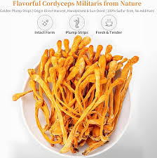 Attēlu rezultāti vaicājumam “Cordyceps militaris”