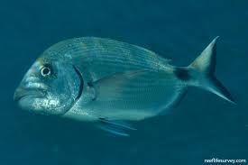 Image result for Diplodus sargus