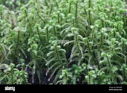 Attēlu rezultāti vaicājumam “Rhytidiadelphus triquetrus”