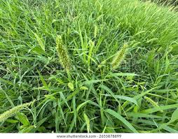 Attēlu rezultāti vaicājumam “Setaria viridis fruit”